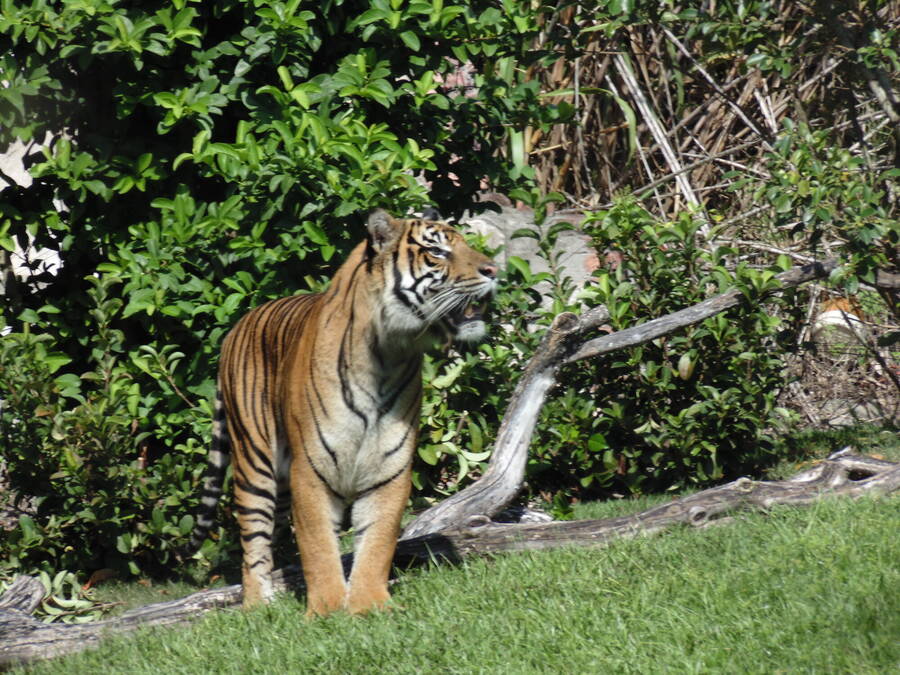 photographer pritch501 wildlife  photo