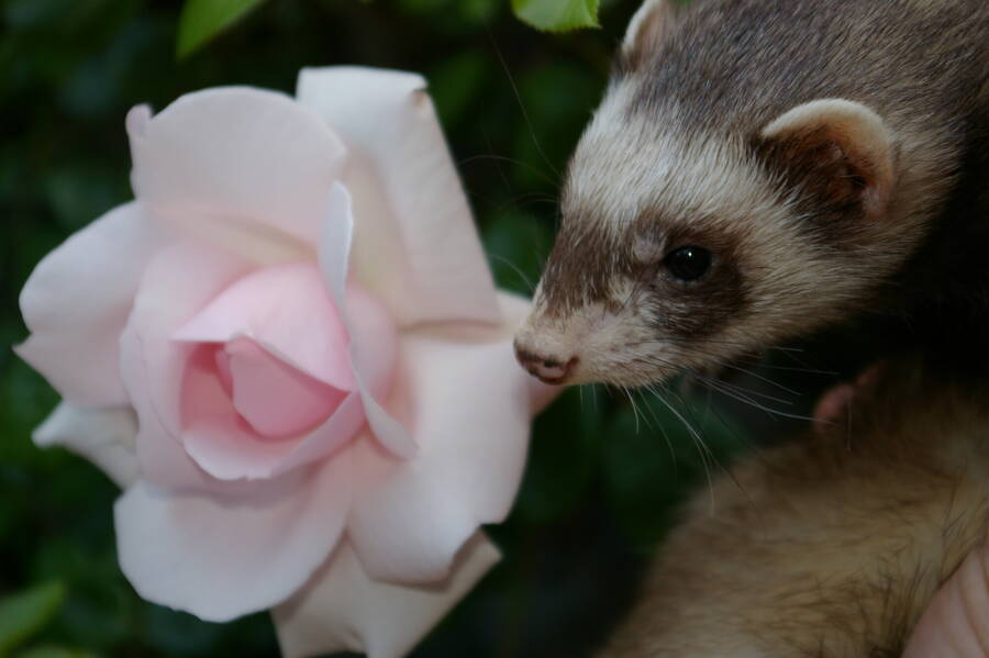 photographer pritch501 wildlife  photo