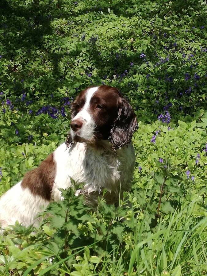 photographer pritch501 wildlife  photo