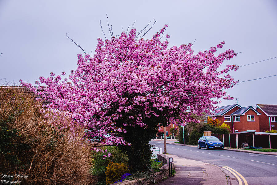 photographer  wildlife  photo