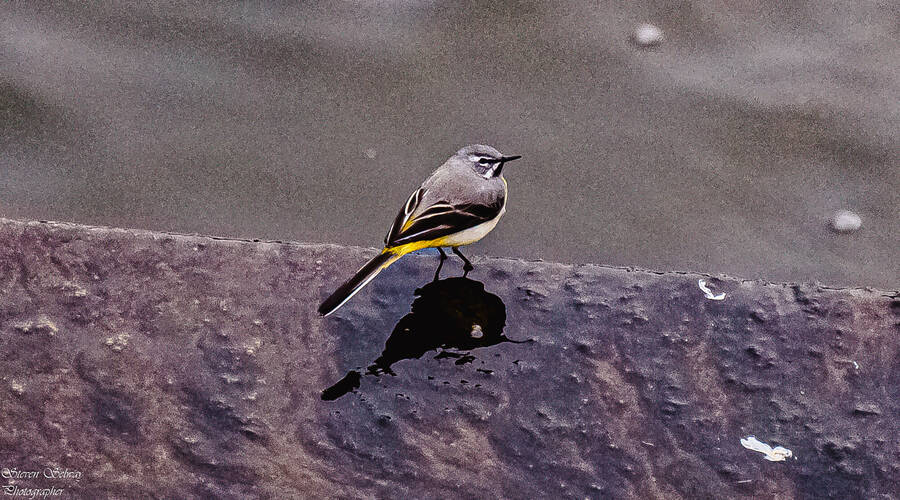 photographer  wildlife  photo