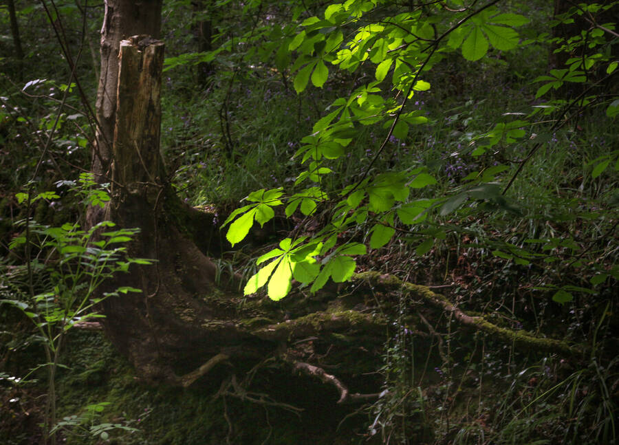 photographer Autofocus landscape  photo