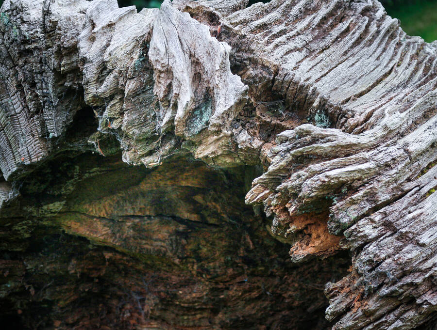 photographer Autofocus abstract  photo