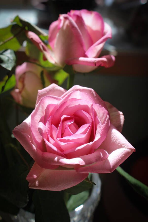 photographer Autofocus fine art  photo