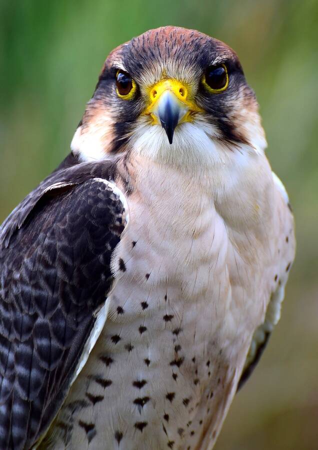 photographer  wildlife  photo