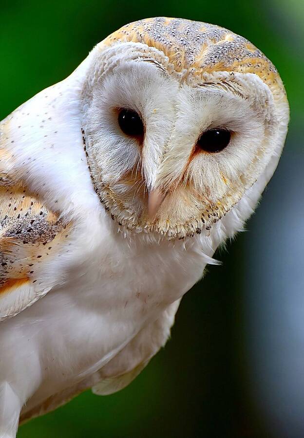 photographer  wildlife  photo