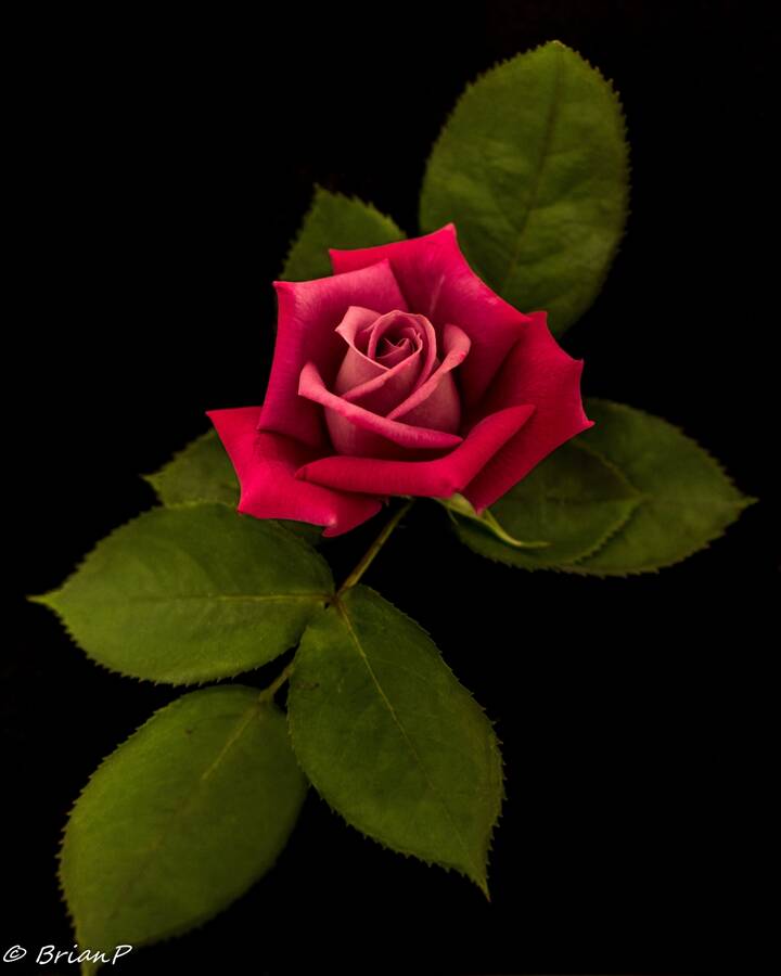 photographer BrianP still life  photo