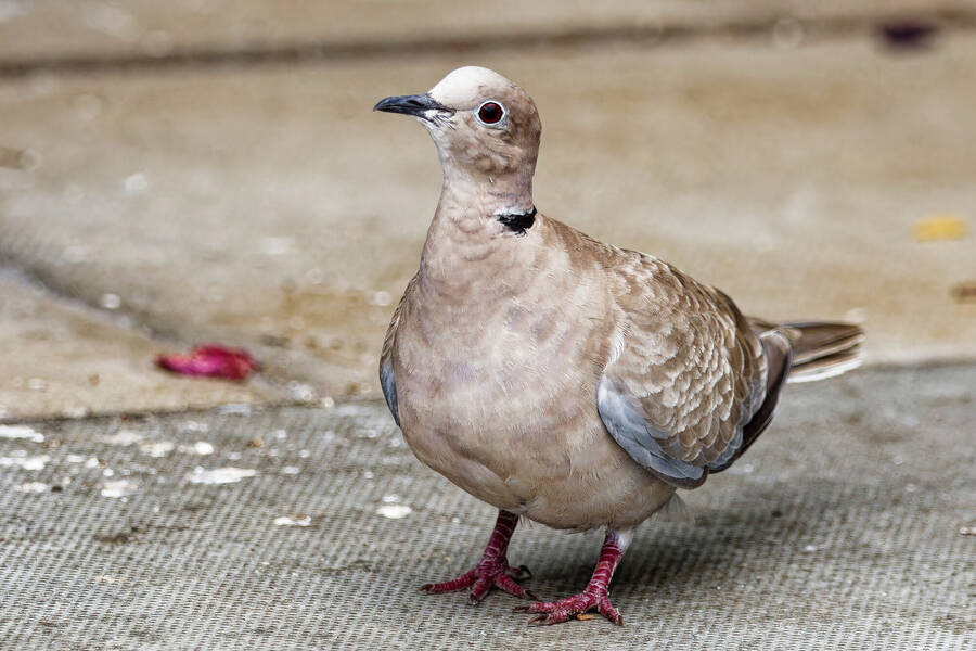 photographer dntphotographs wildlife  photo taken at North Yorkshire