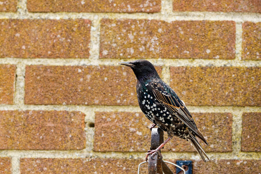 photographer dntphotographs wildlife  photo taken at North Yorkshire