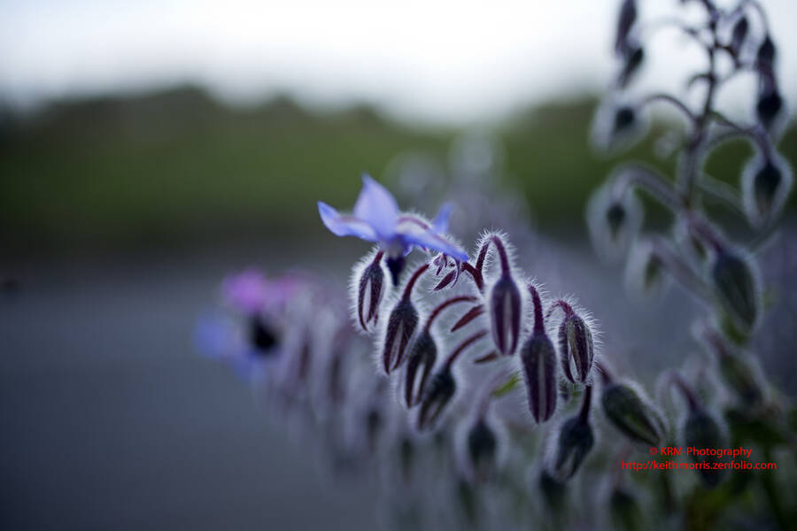 photographer krmphotography1icloudcom macro  photo