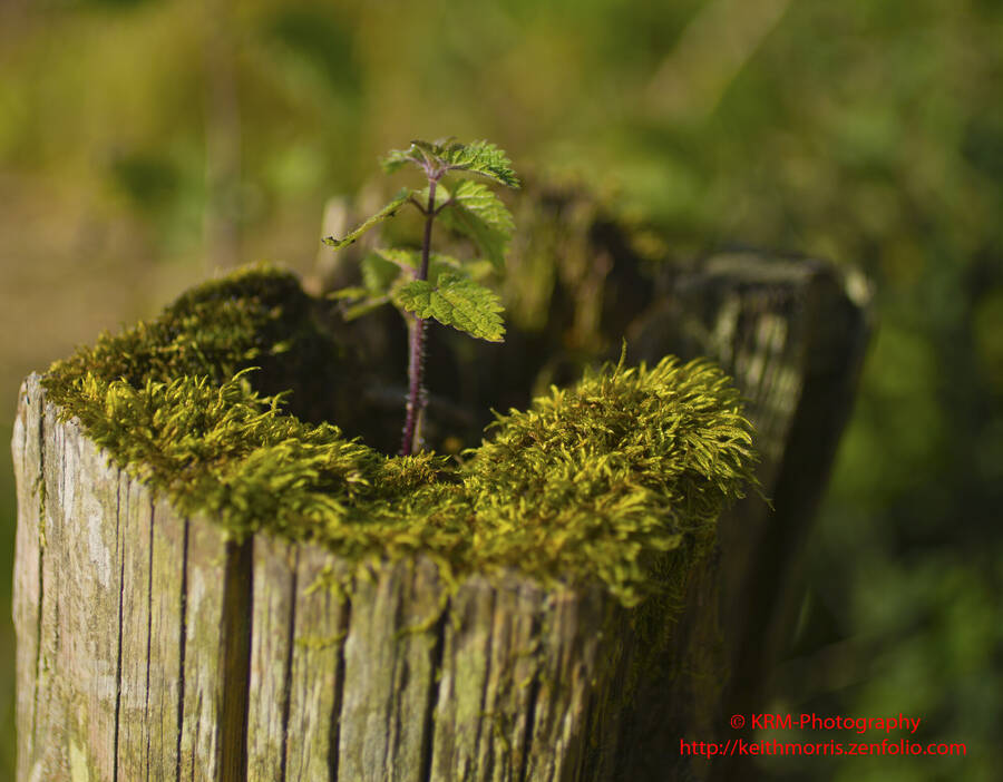 photographer krmphotography1icloudcom still life  photo