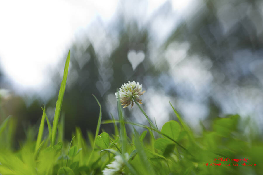 photographer krmphotography1icloudcom still life  photo