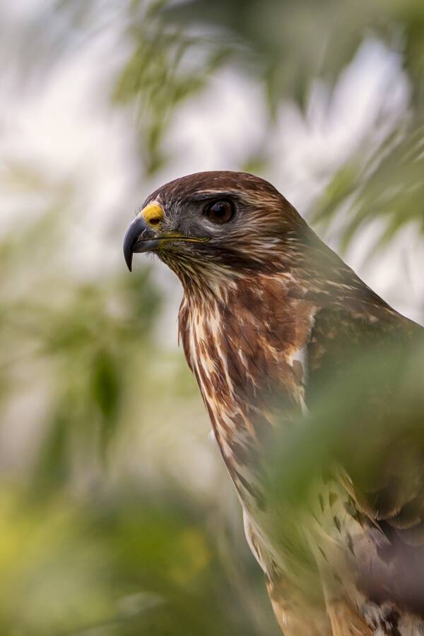 photographer The Opportunist wildlife modelling photo