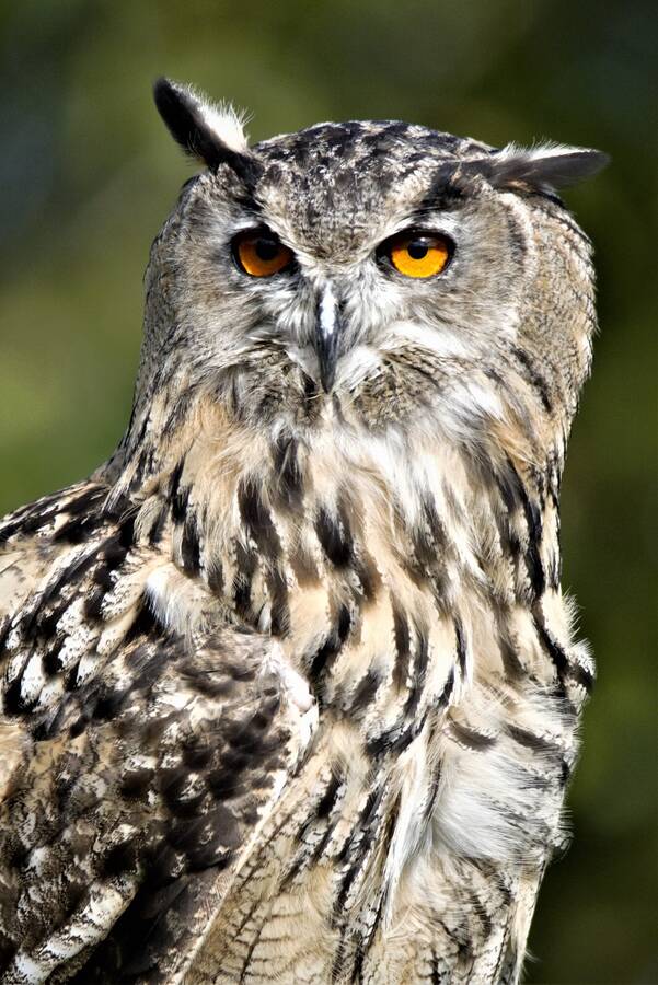 photographer Icu images wildlife  photo