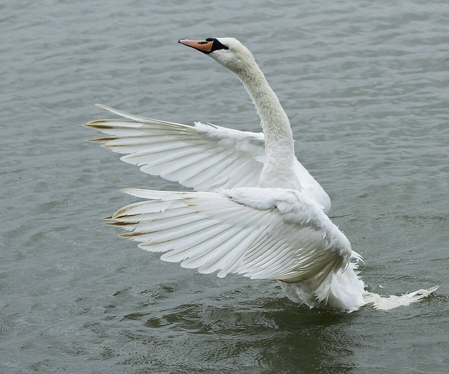 photographer pedroeric wildlife  photo
