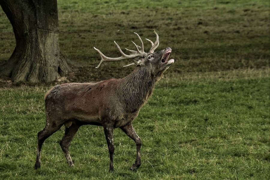 photographer pedroeric wildlife  photo