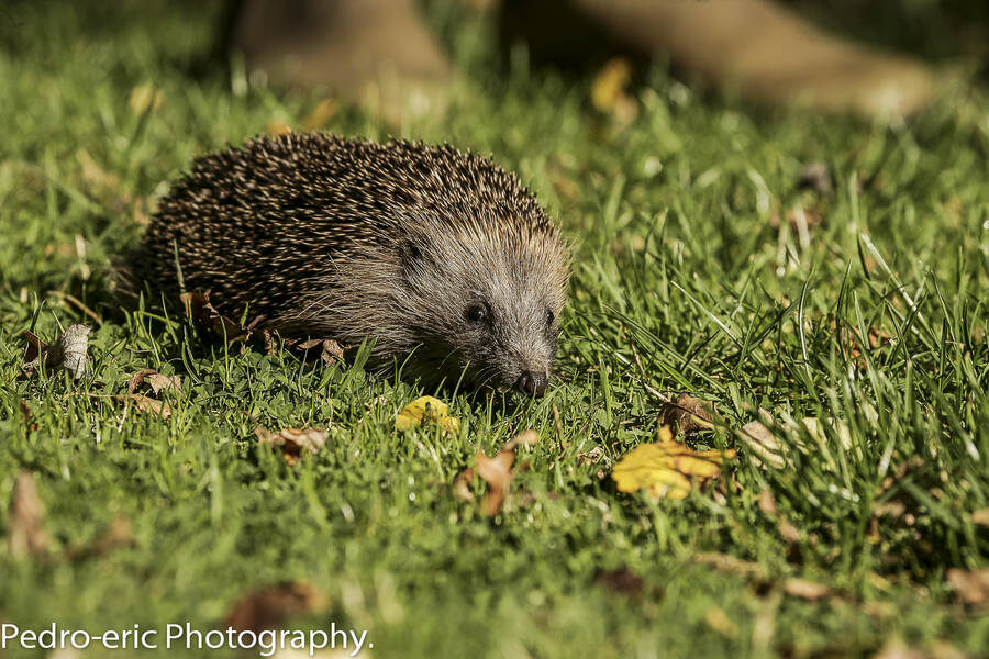 photographer pedroeric wildlife  photo