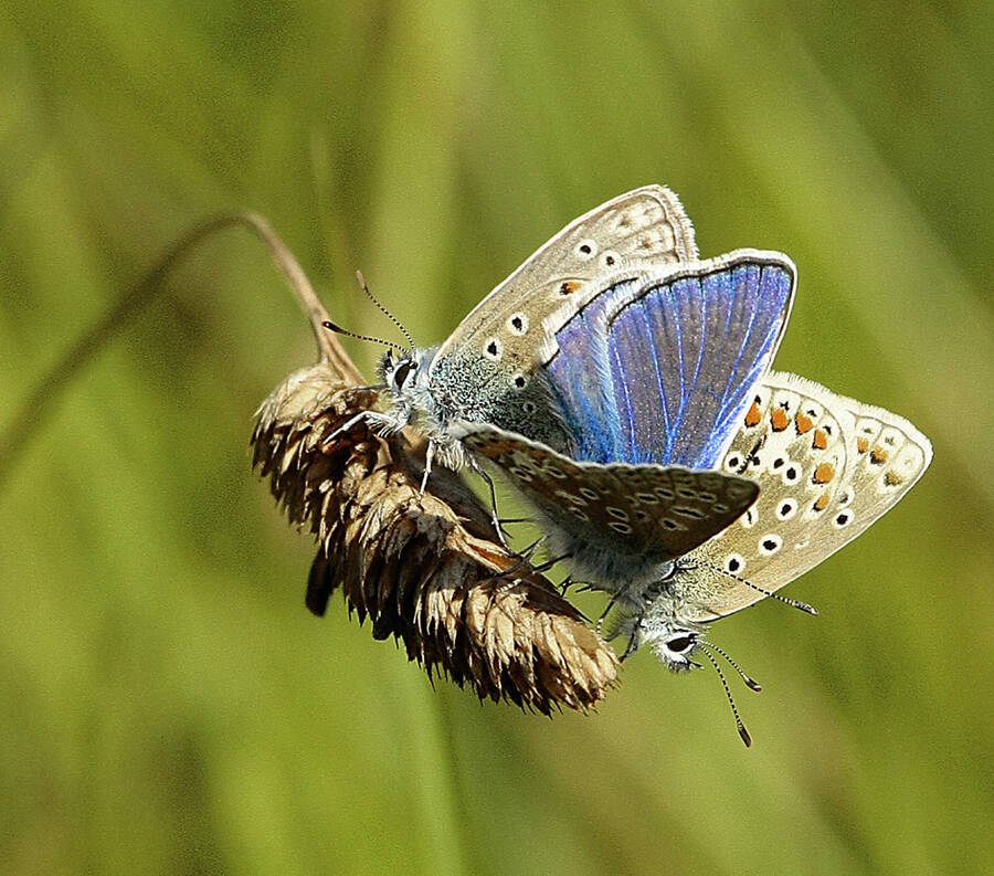 photographer pedroeric wildlife  photo