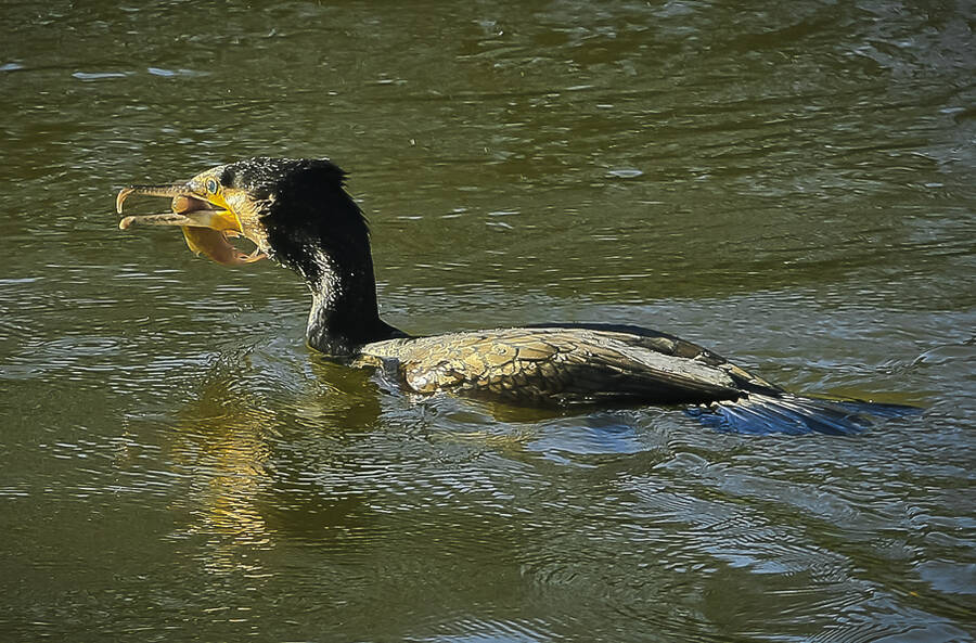 photographer pedroeric wildlife  photo