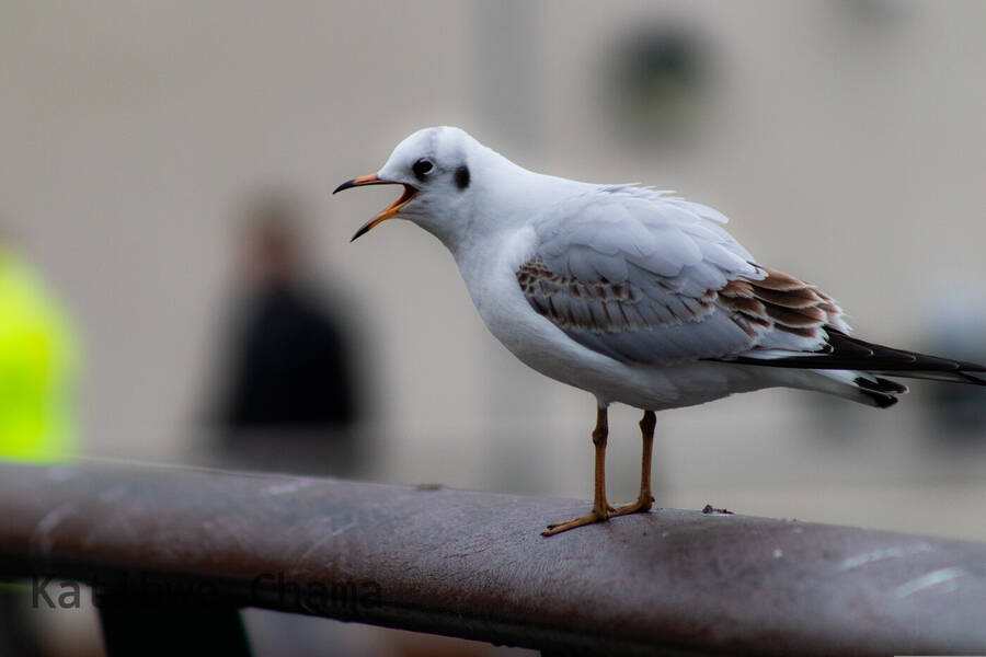 photographer Katibwe Chama wildlife  photo taken at Belfast Harbour