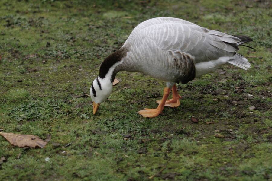 photographer Fotochawes wildlife  photo
