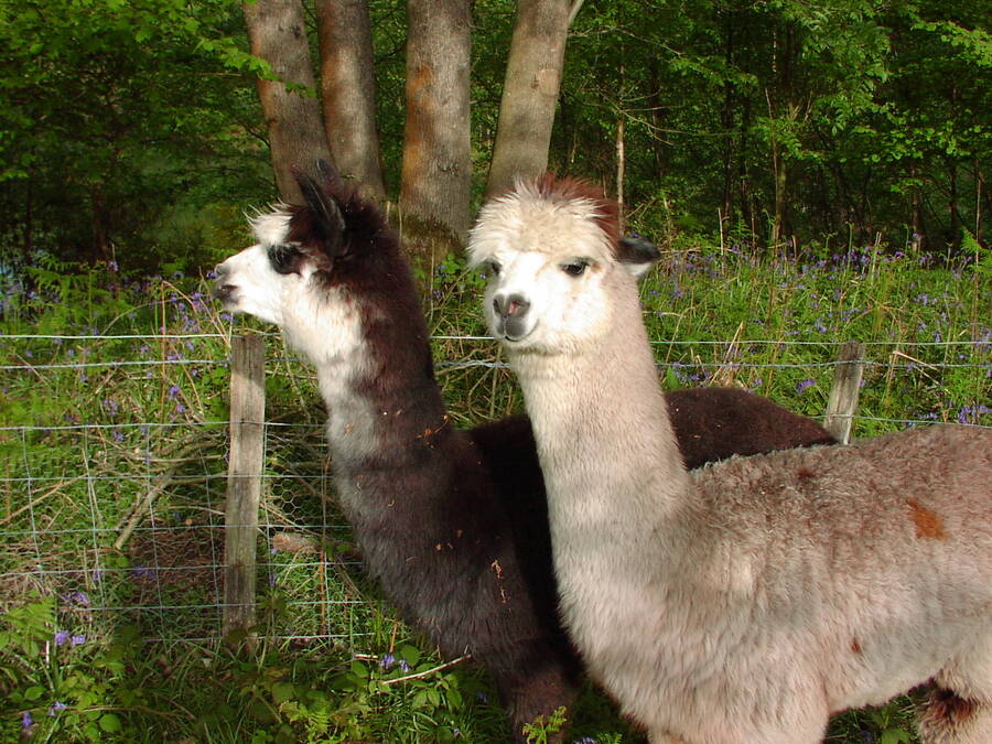 photographer Rosewood  Pix wildlife  photo