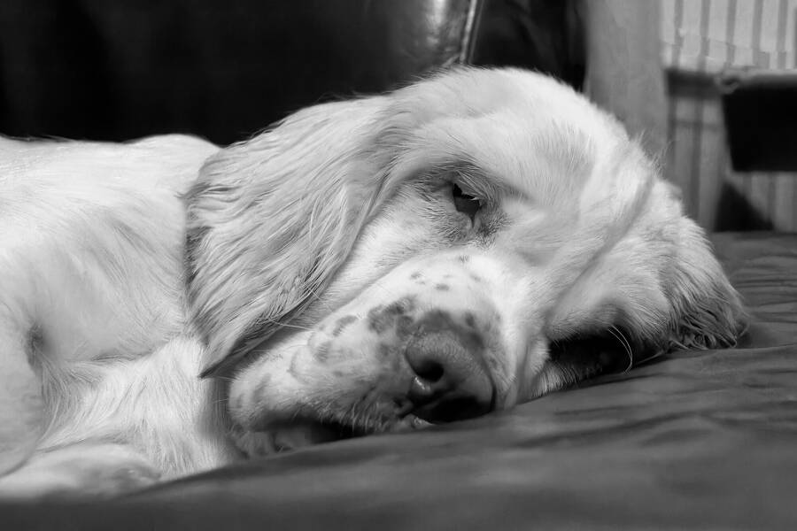 photographer dntphotographs portraiture  photo