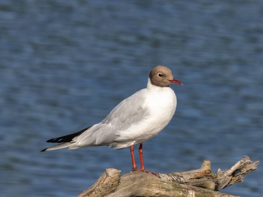 photographer Steve wildlife  photo. gull.
