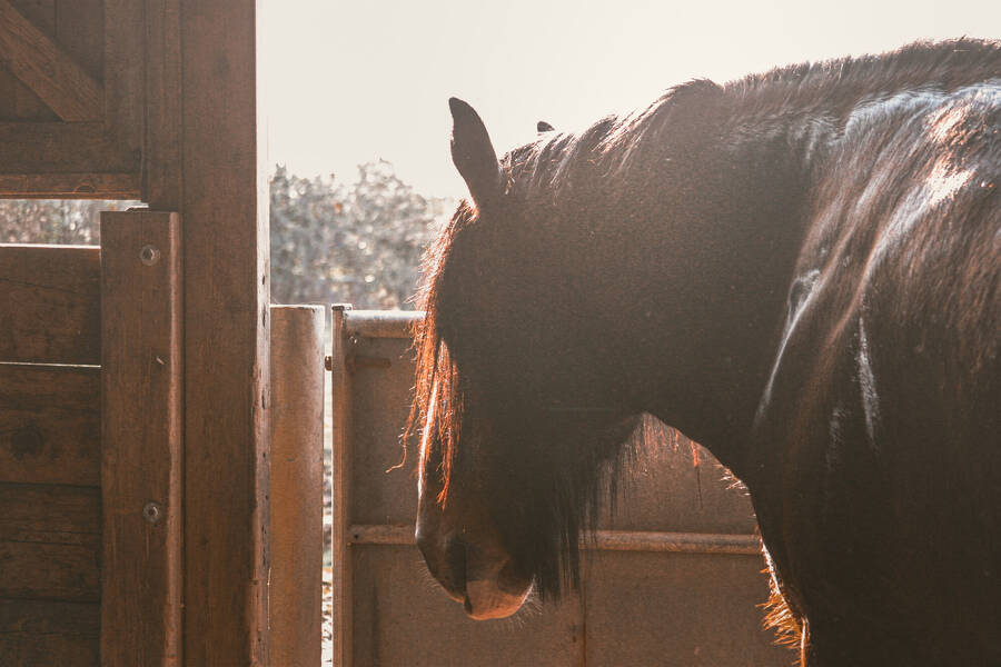 photographer Gabriel Burns wildlife  photo