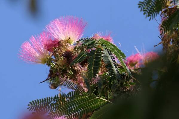 photographer Bitten by the Bug uncategorized  photo taken at Nice, France