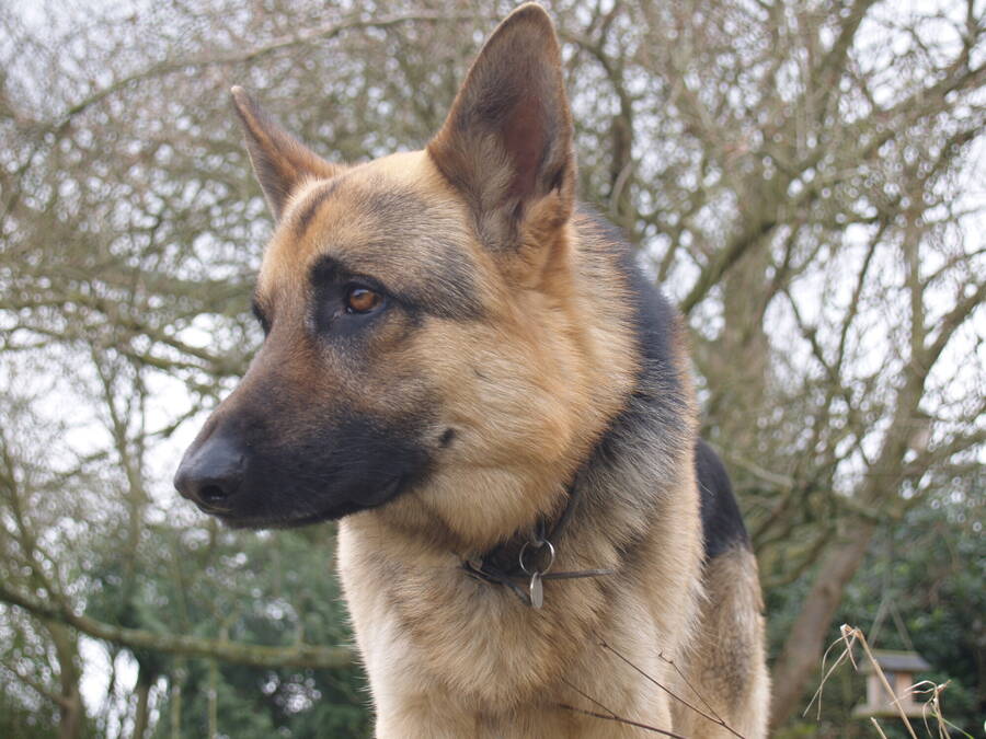 photographer Rosewood  Pix portraiture  photo