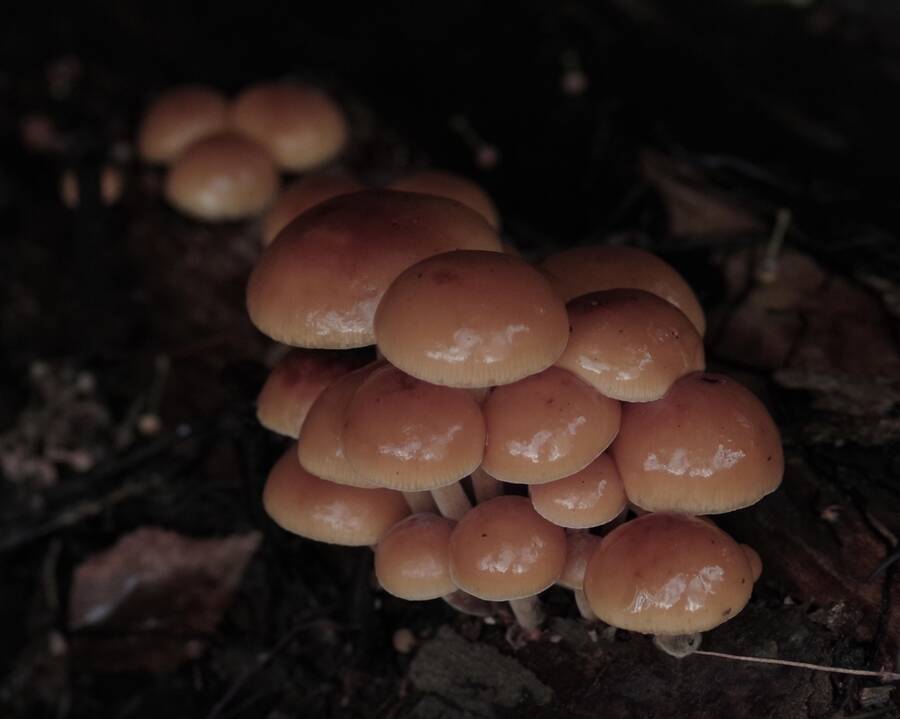 photographer Fotochawes natural history  photo