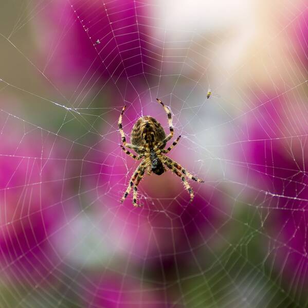 photographer The Opportunist uncategorized  photo