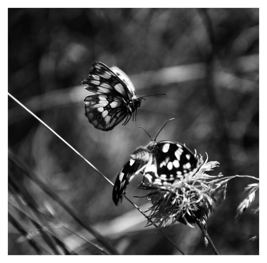 photographer EV uncategorized  photo