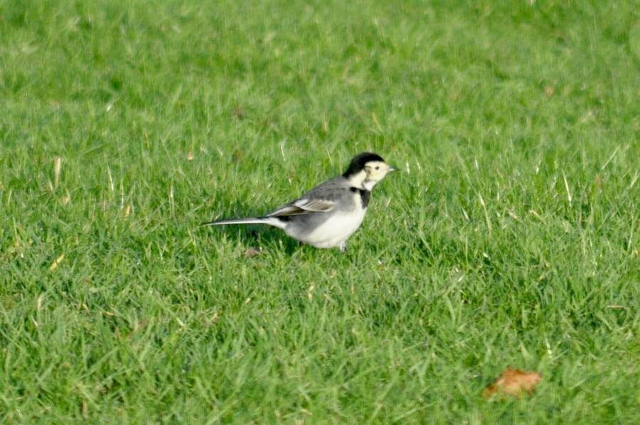 photographer Abstract Photo wildlife  photo