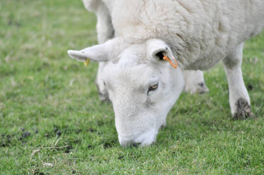 photographer Abstract Photo wildlife  photo