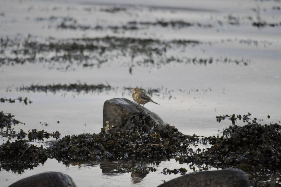 photographer Abstract Photo wildlife  photo