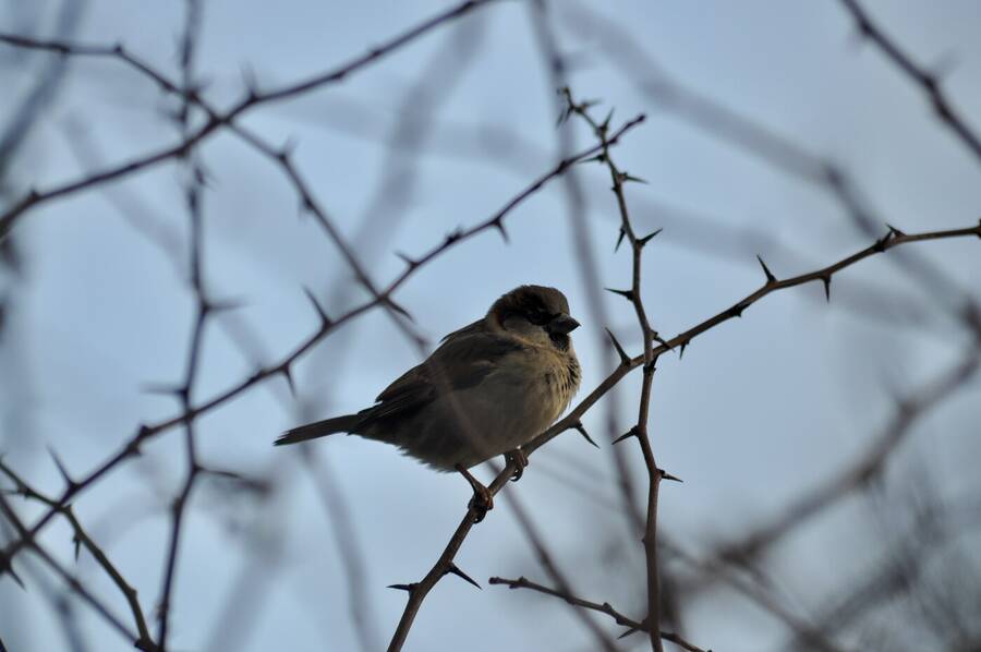 photographer Abstract Photo wildlife  photo