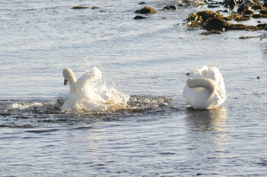 photographer Abstract Photo wildlife  photo