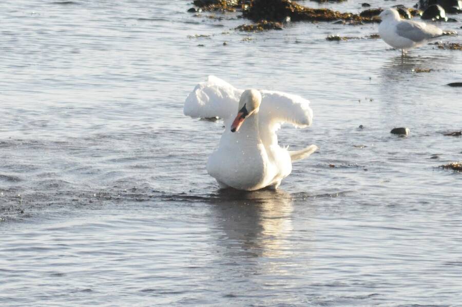 photographer Abstract Photo wildlife  photo