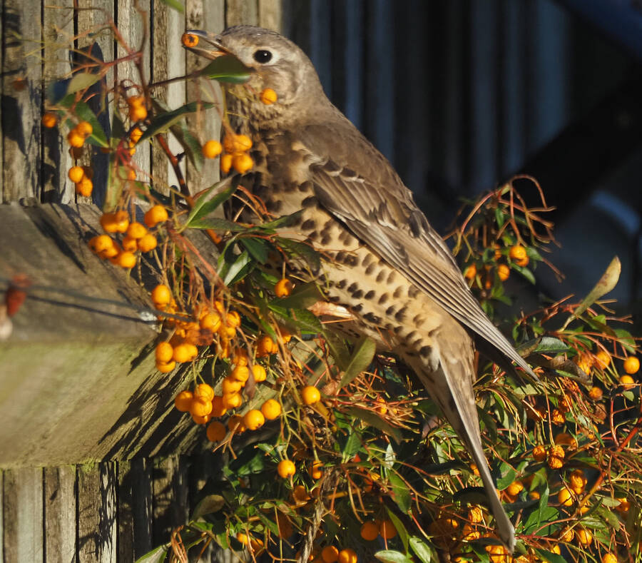 photographer Rosewood  Pix wildlife  photo