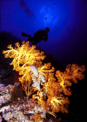 photographer Outdoorsman wildlife  photo taken at Fiji