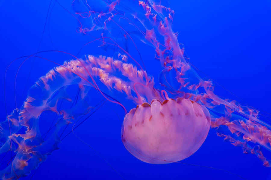 photographer Available Light Photography wedding  photo