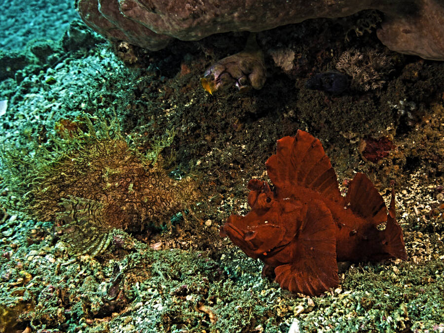 photographer Outdoorsman wildlife  photo taken at Bali