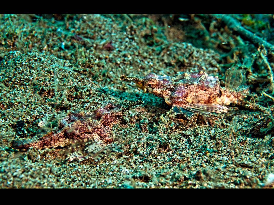 photographer Outdoorsman wildlife  photo taken at Lombok