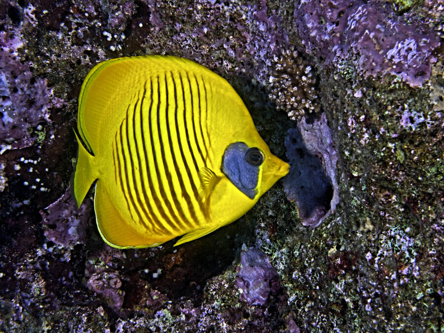 photographer Outdoorsman wildlife  photo taken at Red Sea