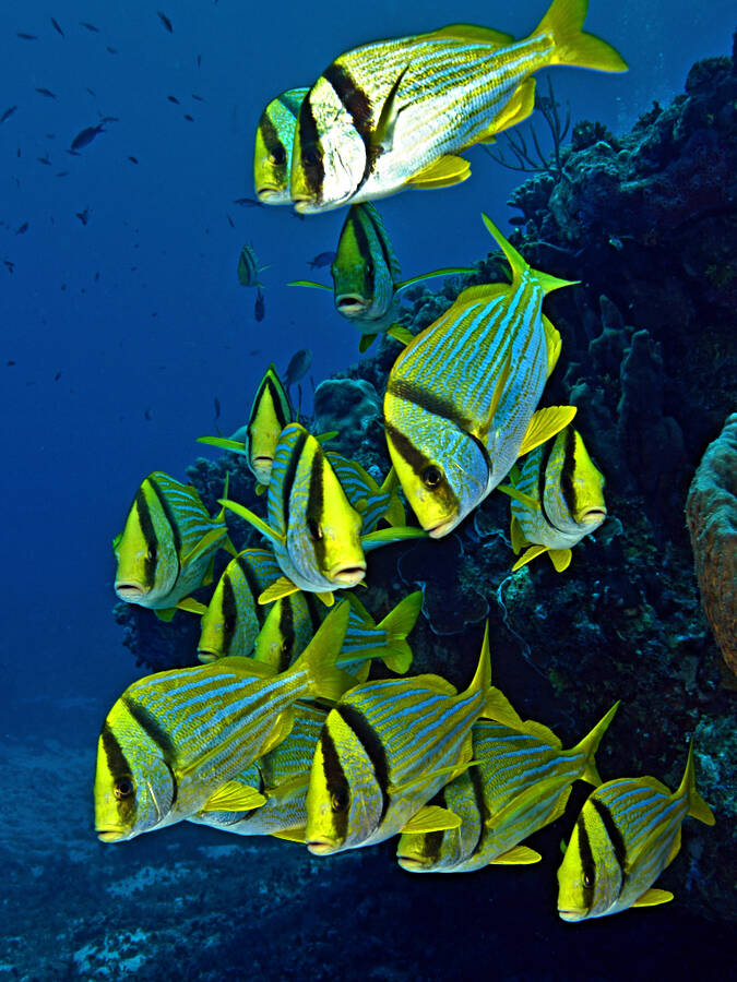 photographer Outdoorsman wildlife  photo taken at Cozumel