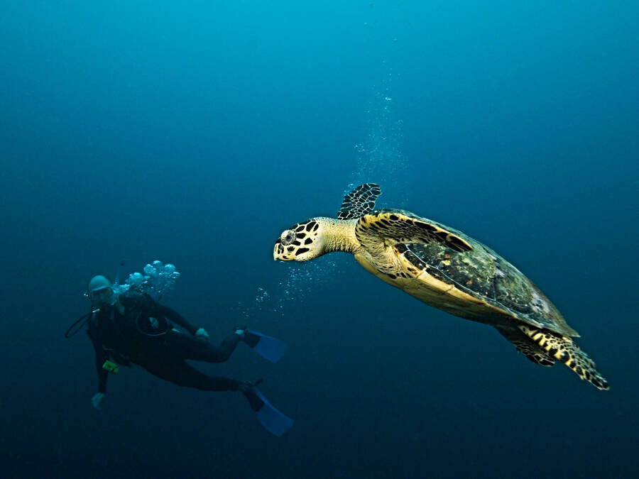 photographer Outdoorsman wildlife  photo taken at Saint Lucia