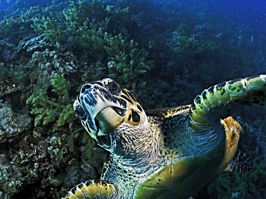photographer Outdoorsman wildlife  photo taken at Red Sea