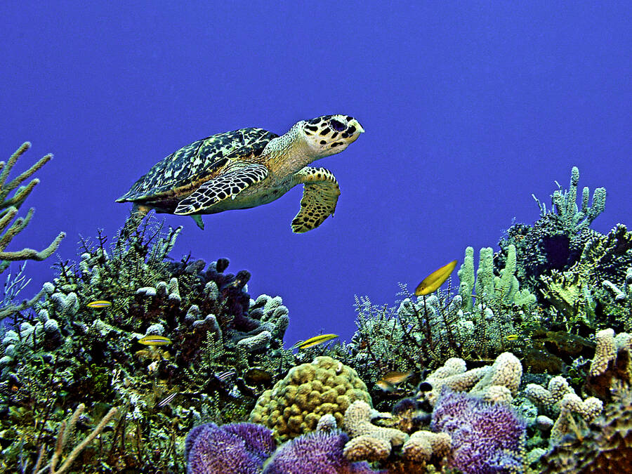 photographer Outdoorsman wildlife  photo taken at Cozumel